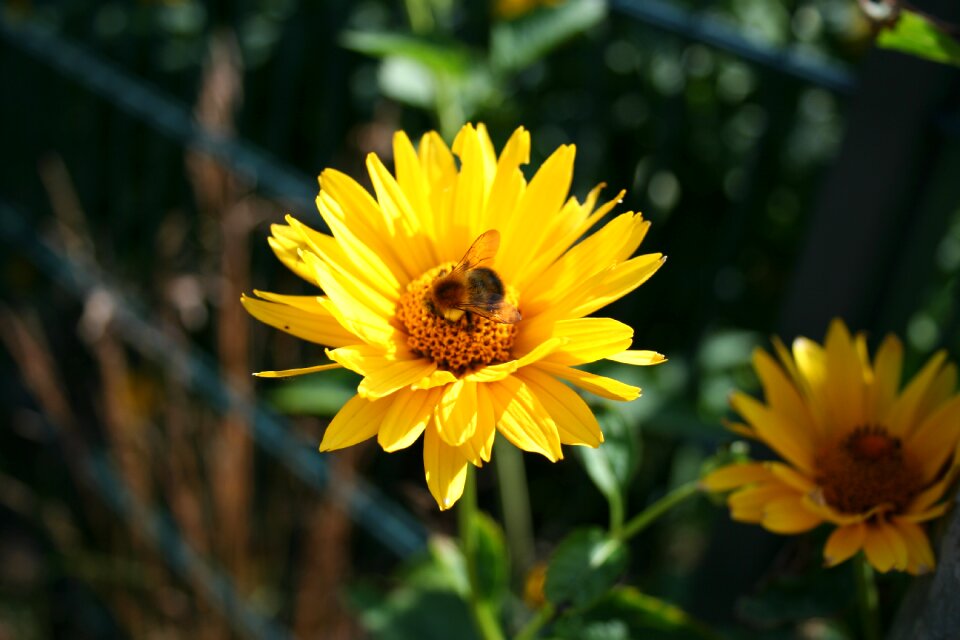 Blossom bloom flower