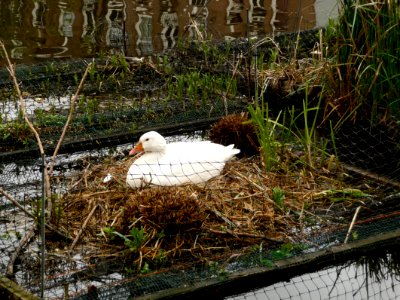 2015.04 - Amsterdam photo of a nesting goose on floating islands in the city-canal, the water of the Ruydaelkade; a geotagged free urban picture, in public domain / Commons CCO; city photography by Fons Heijnsbroek, The Netherlands photo
