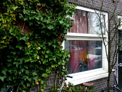 2013.04 - 'Urban company of ivy-bushes on the facade-wall and a reflecting window', in the light of a gray day in Spring, Amsterdam city photo - urban photography Fons Heijnsbroek