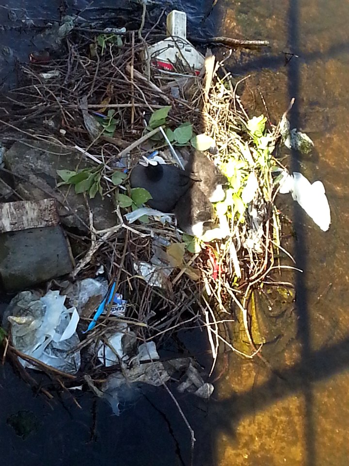 2016.09 - Amsterdam photo of Urban nature - a coot nest in the canals of Amsterdam city; - geotagged free urban picture, in public domain / Commons; Dutch photography, Fons Heijnsbroek, The Netherlands photo