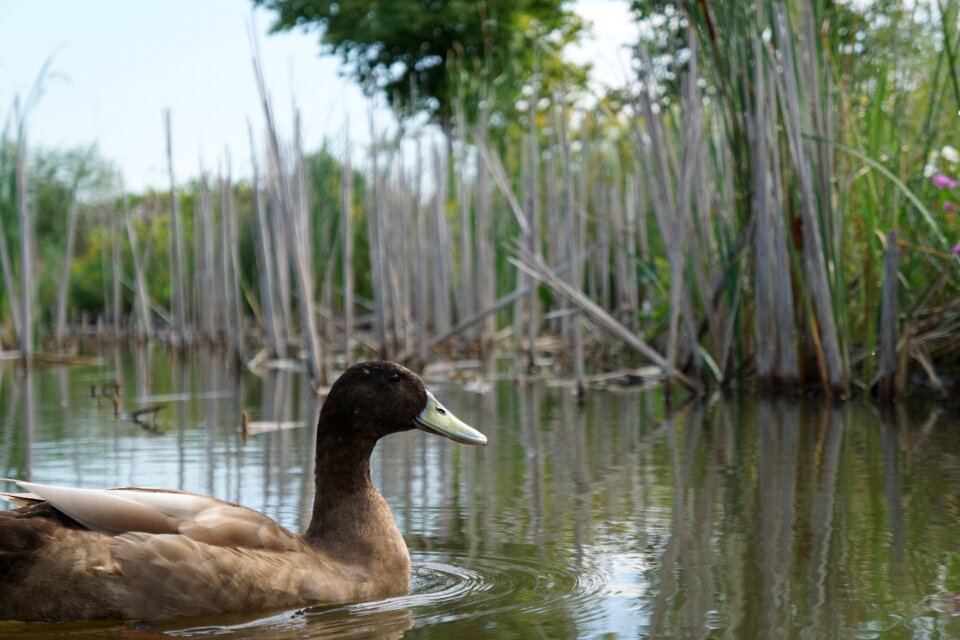 Detroit animal bird