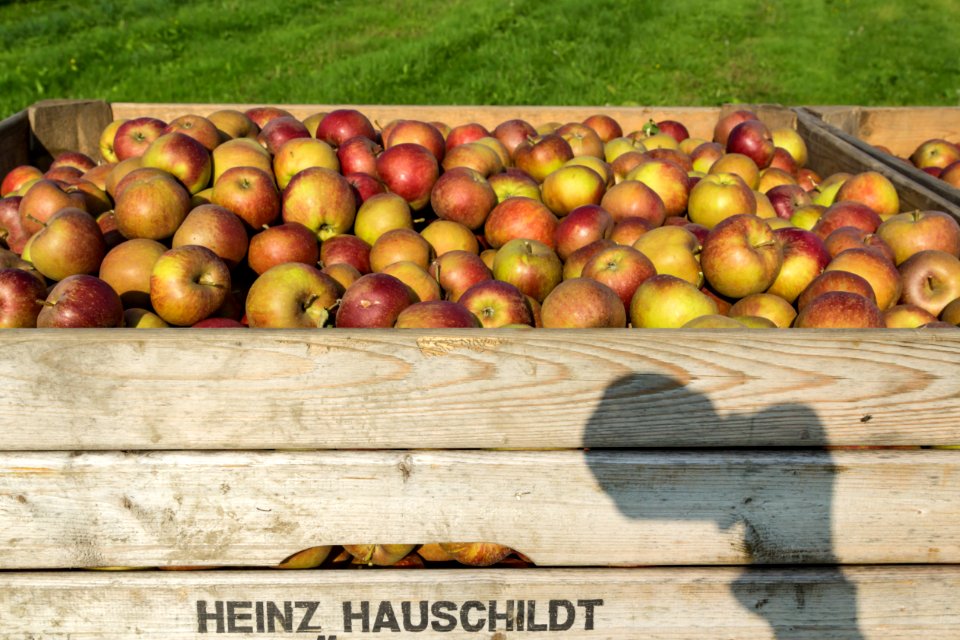 Äpfel frisch gepflückt.jpg