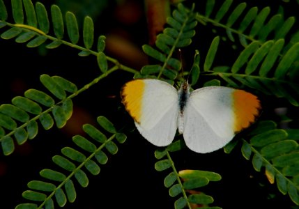 Plain Orange Tip Colotis eucharis (male)