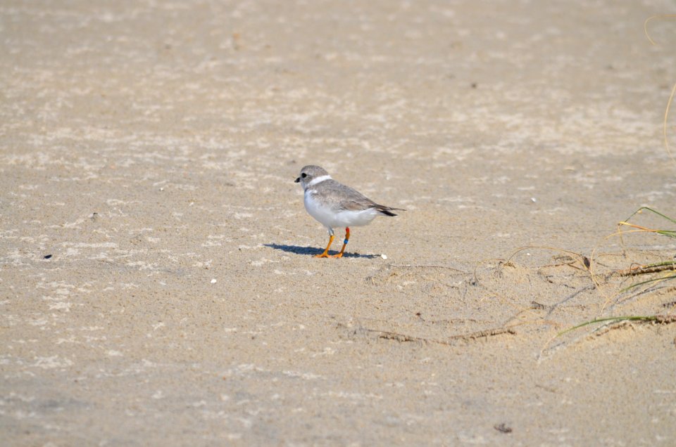 2020 piping plover fledgling from Whitefish Point