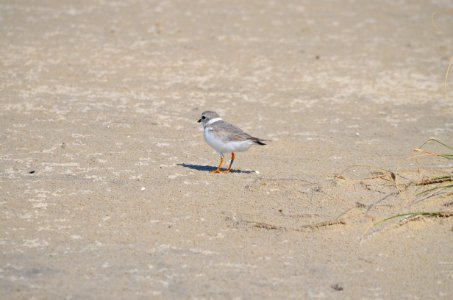 2020 piping plover fledgling from Whitefish Point
