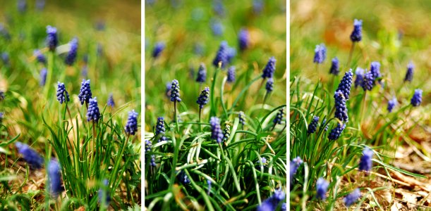 Muscari latifolium