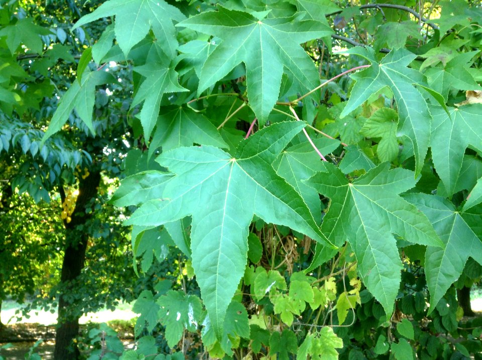 Liquidambar styraciflua. Leaves