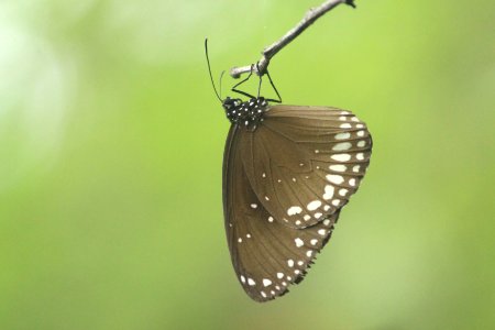 Euploea core (Cramer, [1780]) – Common Crow