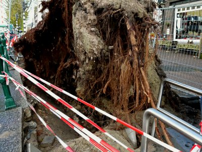 Close-up of an urban uprooted tree by heavy storms in Fall - along the canal along Kostverlorenkade - near the bridge at the end of the street Kinkerstraat; Amsterdam city; urban photography Fons Heijnsbroek