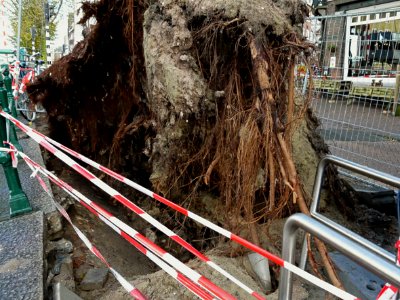 Close-up of an urban uprooted tree by heavy storms in Fall - along the canal along Kostverlorenkade - near the bridge at the end of the street Kinkerstraat; Amsterdam city; urban photography Fons Heijnsbroek photo