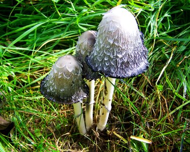 Coprinus comatus white-gray fungus nature