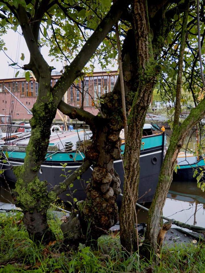 Young wild trees along the canal Entrepotdok in Amsterdam city, with young urban trees