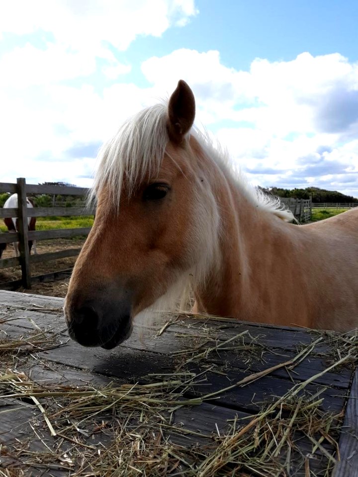 Jobelle, Ocracoke pony