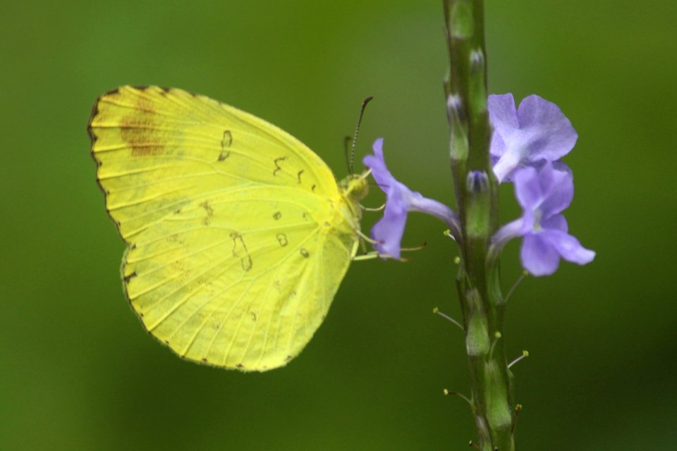 Eurema blanda Boisduval, 1836 – Three-spot Grass Yellow