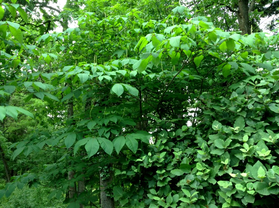 Aesculus parviflora