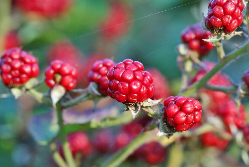 Blackberries fruits delicious