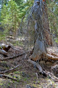 West Fork of Oak Creek
