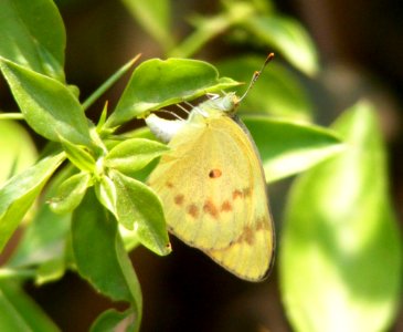 Small Salmon Arab, Colotis amata photo