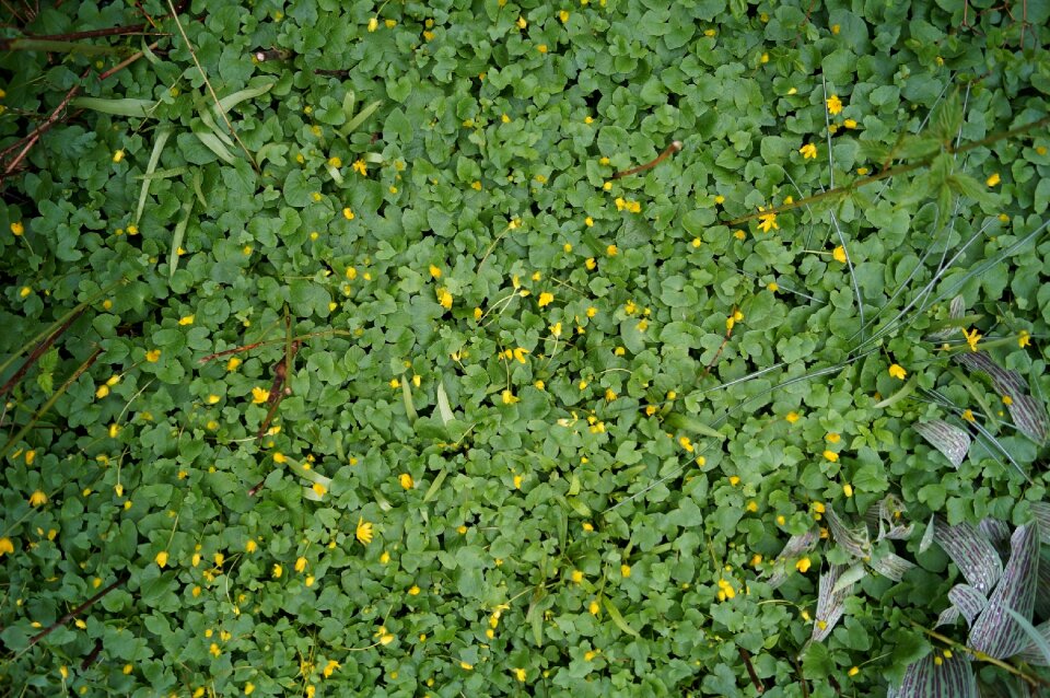 Nature environment summer