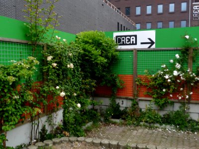 White urban rose bushes on the building bording at the campus area Roeterseiland in Amsterdam; urban photography of The Netherlands, Fons Heijnsbroek photo