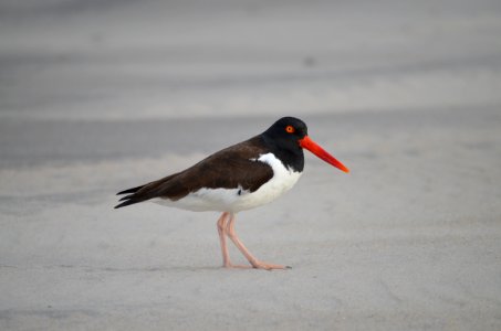 Adult American oystercatcher wearily watches on as a human nears the vicinity of its nest on Bodie Spit photo
