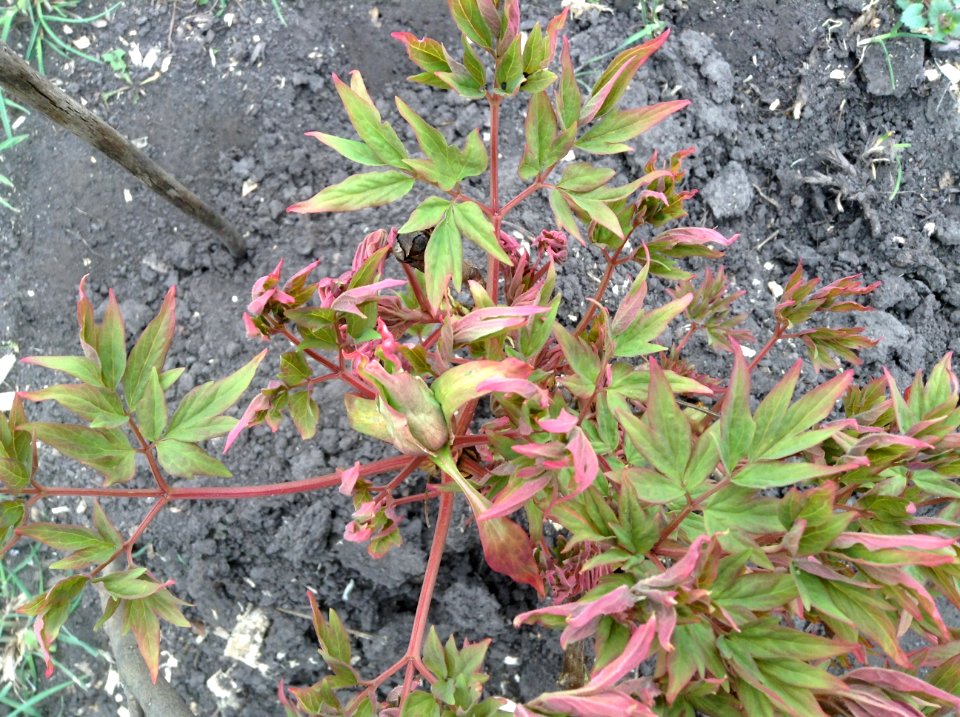 Paeonia suffruticosa