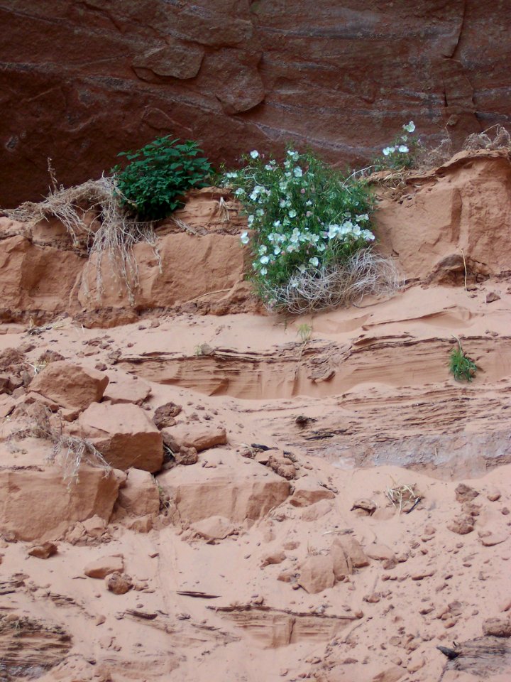 Lake Powell - Davis Gulch 2005