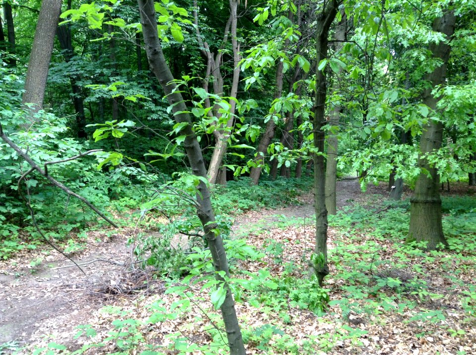 Quercus imbricaria