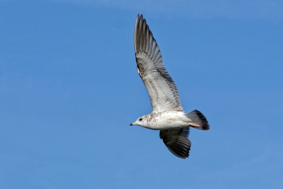Water bird animal world flying