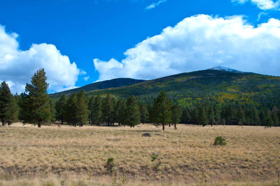 San Francisco Peaks: Autumn