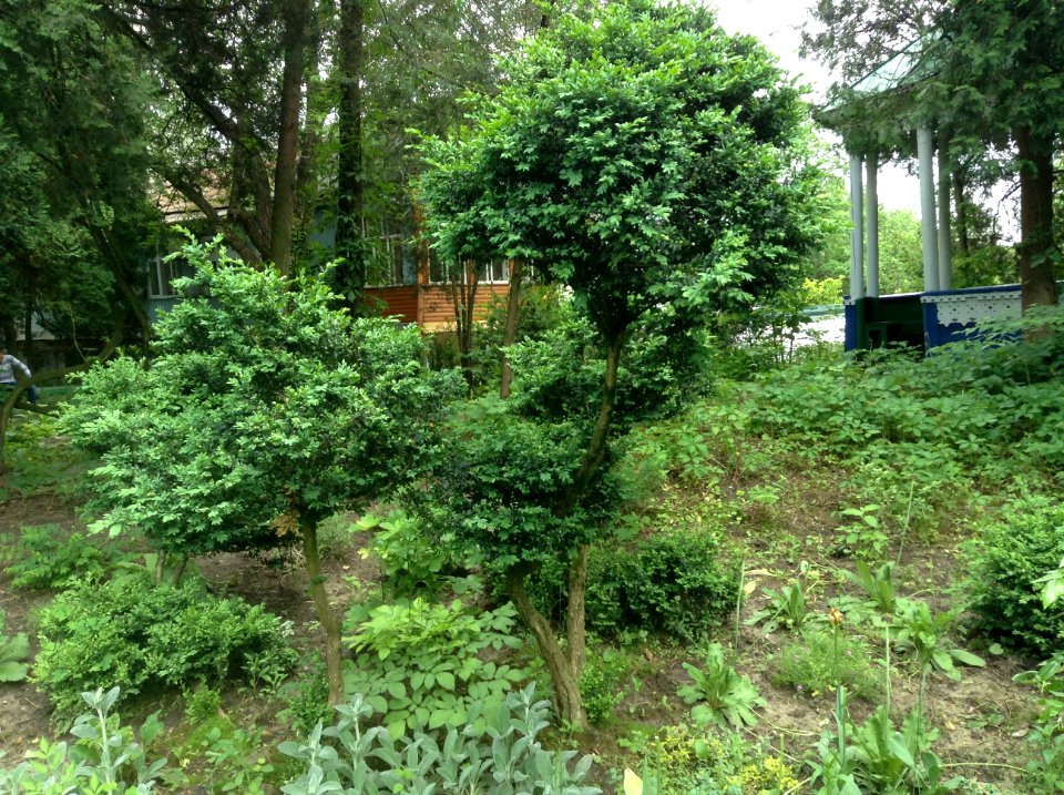 Buxus sempervirens