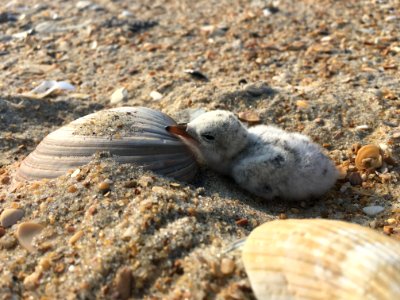 Least tern chick on Hatteras Island (2) 2020