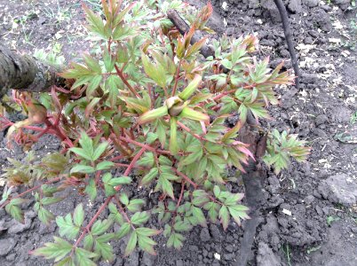 Paeonia suffruticosa