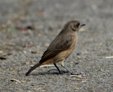 pied bush chat (Saxicola caprata)