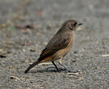 pied bush chat (Saxicola caprata) photo