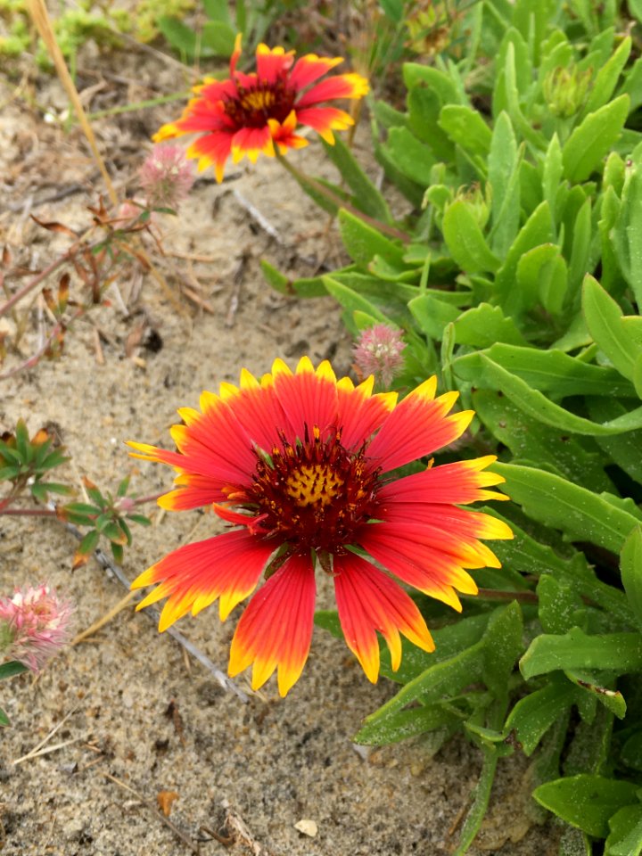 Fire-wheel plant, Gaillardia pulchella, a common interdunal plant found in coastal ecosystems