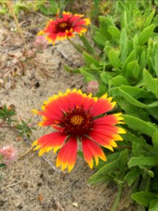 Fire-wheel plant, Gaillardia pulchella, a common interdunal plant found in coastal ecosystems