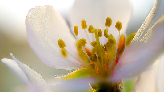 Almond blossom spring free photos