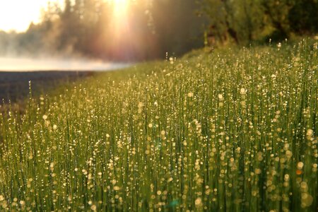 Fresh green grass