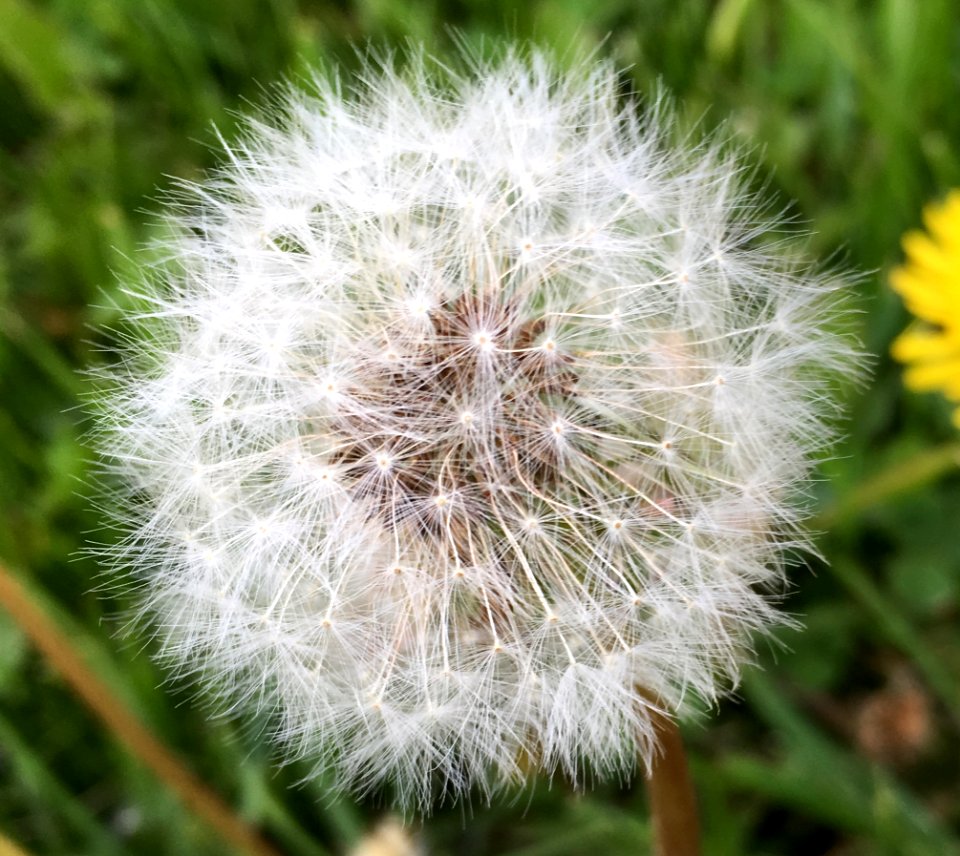 春天的蒲公英-Spring's Dandelion