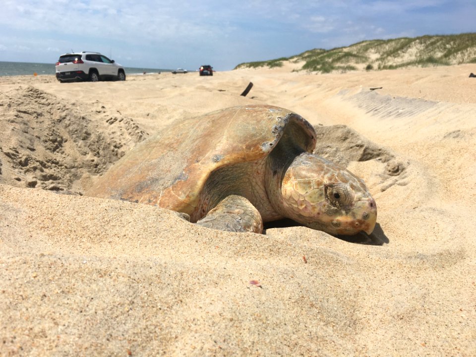 Day nesting Kemps Ridley sea turtle south of Ramp 38 (between 1045 and 1115 hrs)