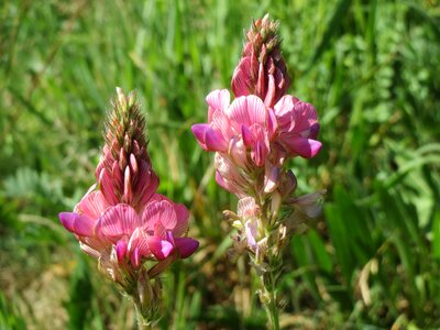 Wildflower flora botany photo