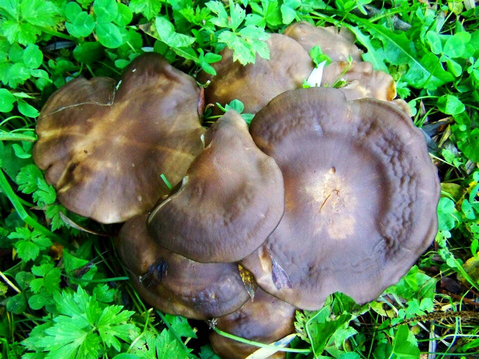 Brown mushroom mushroom group nature