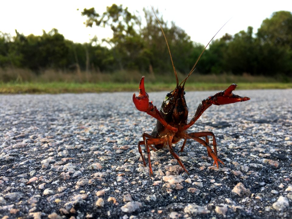 Burrowing crayfish found on Hatteras Island after a large rain storm