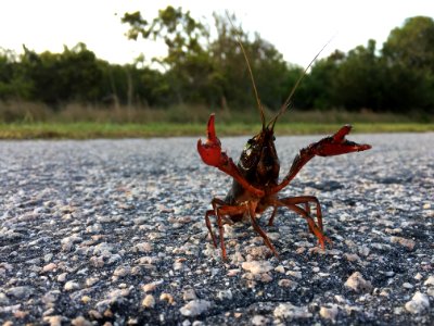 Burrowing crayfish found on Hatteras Island after a large rain storm photo