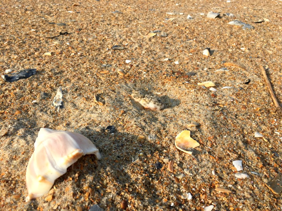 Least tern chick on Hatteras Island (1) 2020