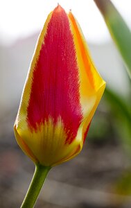Nature plant two color