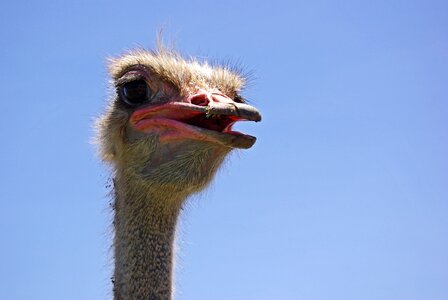 Curious bird animal portrait