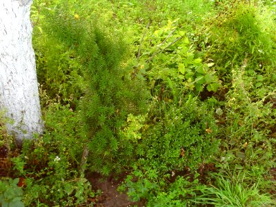 Taxus baccata and Buxus sempervirens