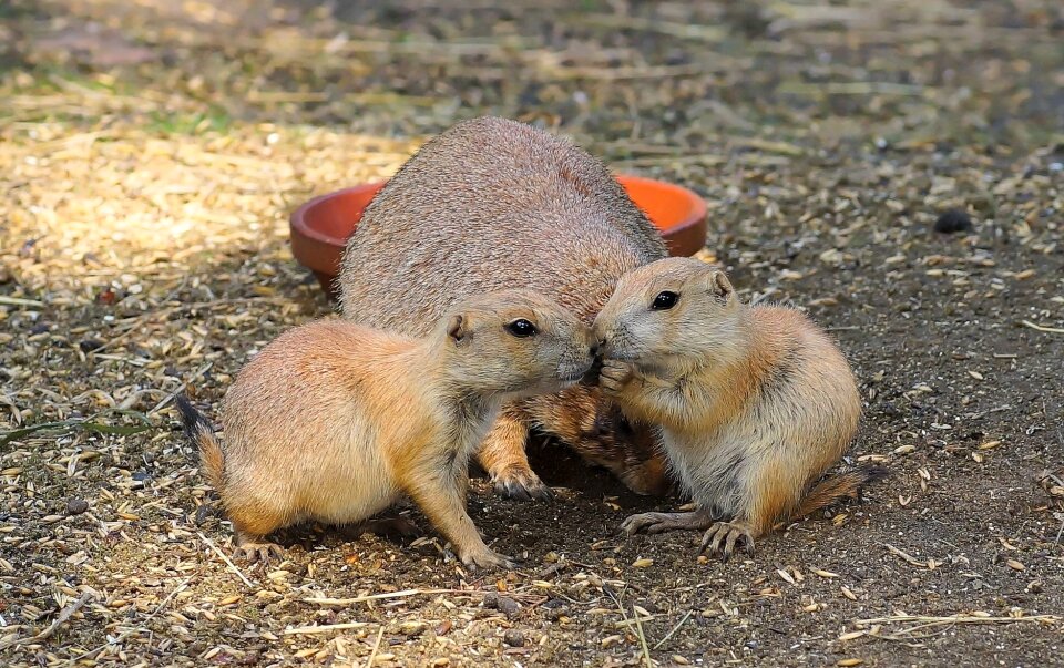 Rodents cynomys squirrel related